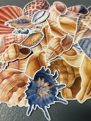25 sea shell sticker pack, sticker bundle, ocean stickers, journal, scrapbook