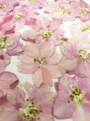 24 pcs Pink Larkspur Real Natural Dried Pressed Flowers for Resin Art Craft DIY