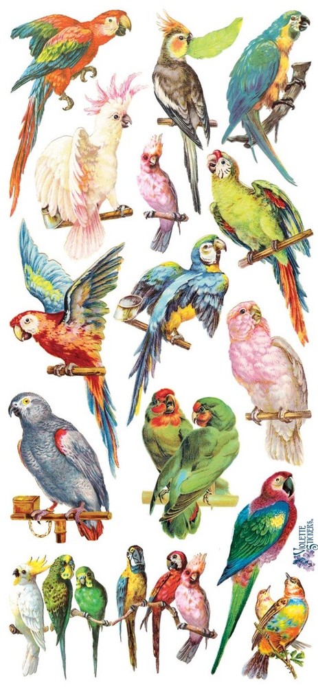 VIOLETTE STICKER – PARROTS – 8″ x 3 3/4″ (20cm x 9.5cm)