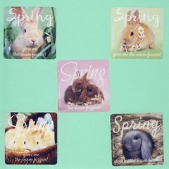 15 Rachael Hale Assorted Large Stickers – Puppies, Kittens, Cat, Dog, Bunny