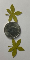 GREEN MID PALM FROND Die-cut Embellishment(10pc)Jolee’s•Flower •Garden•Stems•