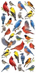 Colorful Realistic Birds Stickers Planner Supply Papercraft Cardinal Crafts