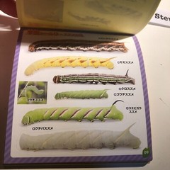 Japanese Caterpillar Stickers book 250 Stickers Shogakkan NEO
