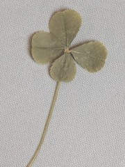 Real Dried & Pressed Four Leaf Clovers Set of 4 Natural Untreated USA Grown