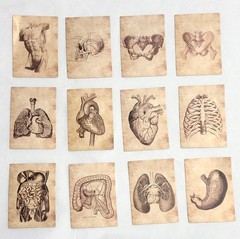 Victorian Trading 56 Human Anatomy Skeleton Sepia Planner Journal Stickers 30R
