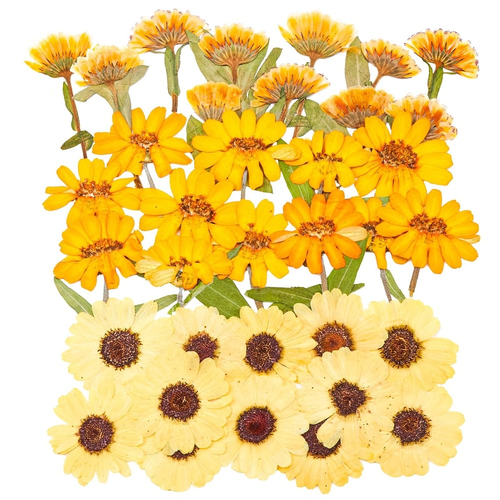 36 Pcs Yellow Dried Pressed Flowers for Resin Crafts – Zinnia, Calendula, Mar…