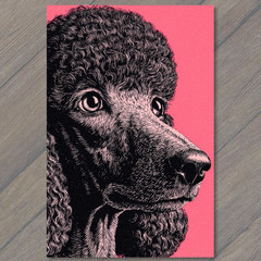 STICKER Pink Poodle Curious Eyes Retro Dog Etching Black Line Art Pop Style