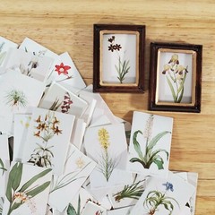 100 Mini Nature Botanical Prints on Cardstock Flowers Floral Vintage Pictures