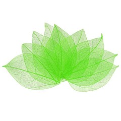 100-Pack Skeleton Leaves, Natural Rubber Tree Leaves Vein[4-6cm, Green]