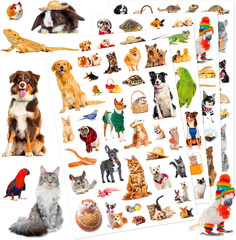 Wild Animals Stickers 750 Count Jungle Safari Woodland Zoo Creatures