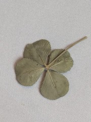Real Dried & Pressed Four Leaf Clovers Set of 4 Natural Untreated USA Grown