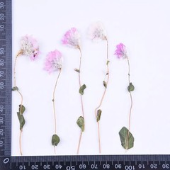 8PCS Real Pressed Dried flower natural white pink flower with stem, leaves FCD71
