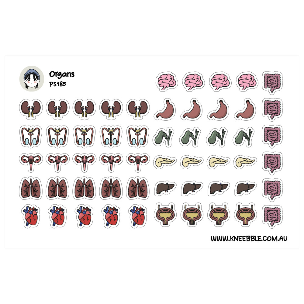 Organ Body System Stickers – Human Anatomy Study Aids & Biology Project Labels