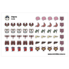 Organ Body System Stickers – Human Anatomy Study Aids & Biology Project Labels