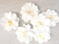 SPRINGTIME 6 Pack WHITE with Centre – PAPER – 50-55mm Manor House ConB