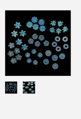 CraftBuddyUS Color me Crazy 40 Resin AB Clear Flower Embellishments