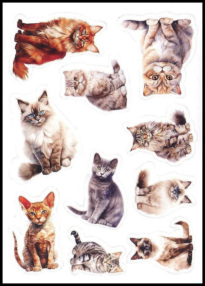 Stickers – Cat Kitten – Any Occasion CL153
