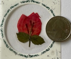 RED FLOWER PRESSED & DRIED REAL FLOWERS(2pc)Leaves •Garden•Blooming•buds•Stem•