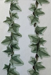 GREEN IVY & LACE BORDER Sticker (4pc)Creative Memories •Garden•Plant•Card Making