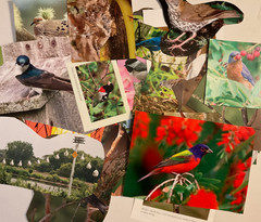 Bird ephemera 50 pieces for junk journal scrapbooking mixed media art collage