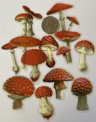 RED/WHITE MUSHROOM Mylar Stickers(6pc)Fungus•Dark•Garden •Toadstool•Spores•Grow•