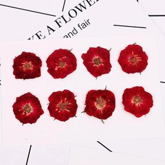 8PCS Real Pressed Dried Tiny Red Rose flower Head, Natural Color FCD70 #2