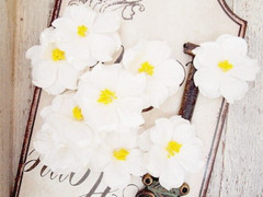 KRYSTAL 9 Pack WHITE Floral with Yellow Centre – PAPER – 40-45mm Manor House
