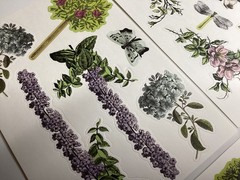 Anna Griffin Trelliage Die Cuts 8 Sheets RARE