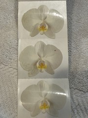 Mrs. Grossman’s White Orchid Stickers – Partial Roll – PLEASE READ