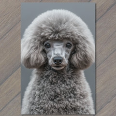 STICKER Poodle White Gray Round Fluffy Fur Detailed Portrait Cute Fun