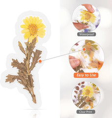 160Pcs Pre-Cut Scrapbooks Natural Stickers, Floral and Plant Sticker for DIY Cra
