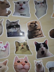 50 Cat Meme Stickers Kitty Faces Cute Cats Decals Laptop Phone Water Bottle