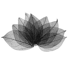 200-Pack Skeleton Leaves, Natural Rubber Leaves Vein[4-6cm, Black]