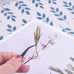 12PCS Real Pressed Dried flower, bud flower with stem leaves for art,craft FCD49