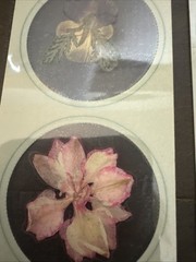 Lot Of 8 REAL Pressed Flowers Stickers Vintage Victorias Garden Scrapbook-22