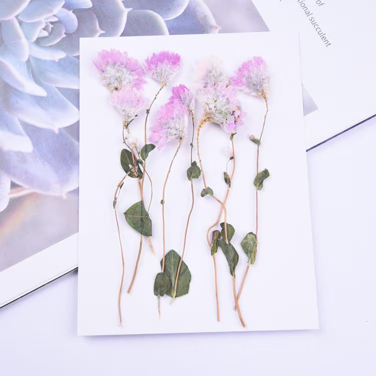8PCS Real Pressed Dried flower natural white pink flower with stem, leaves FCD71