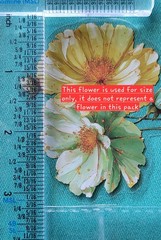 BB12E 12pc set Transparent Watercolor Flower Blooms Journal Crafting Stickers