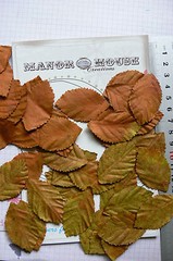 Leaves RUST & Spot Shimmer GREEN 40 Pk Paper LRG 48mmLong x 28mmWide Manor House