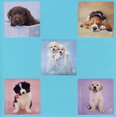 15 Rachael Hale Cats and Dogs Assorted – Large Stickers – Puppies, Kittens