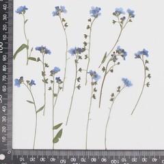 12PCS real Pressed dried forget me not flowers with Stem leaves FHT31
