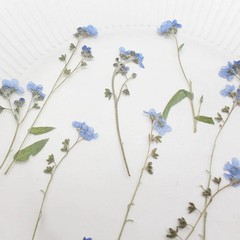 12PCS real Pressed dried forget me not flowers with Stem leaves FHT31