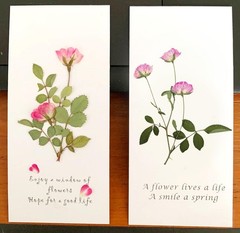 8 Types Real Dried Pressed Rose Flowers Plant Herbarium for Craft Mini