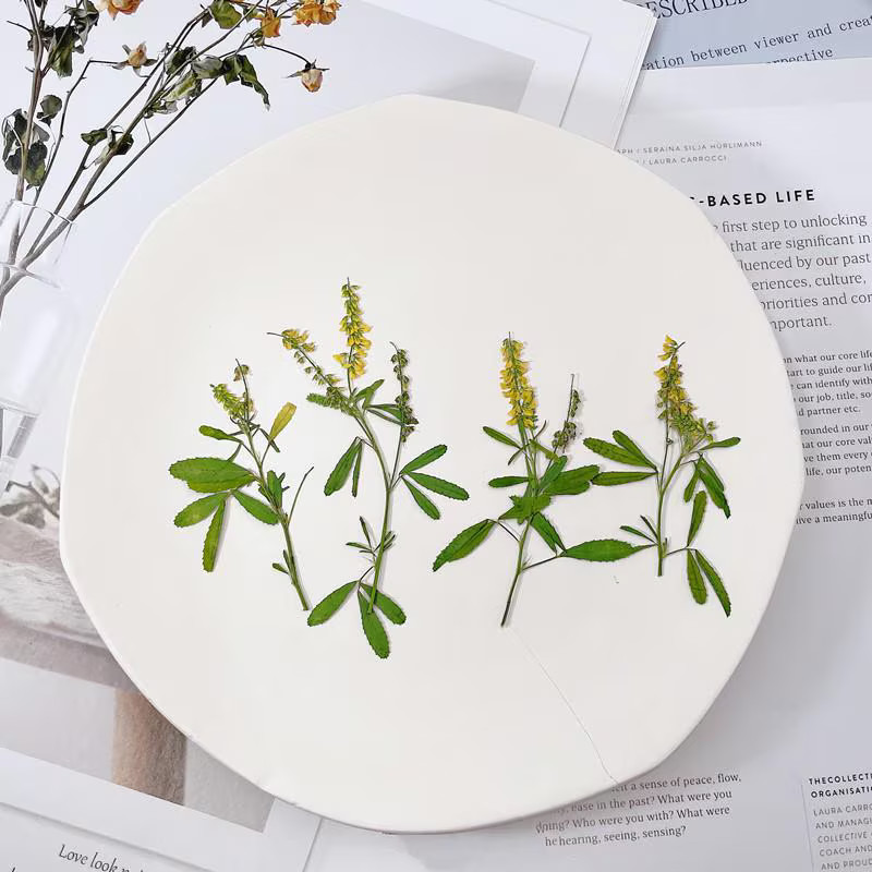 12PCS real side Pressed Tiny dried yellow flower with leaves stem FHT57