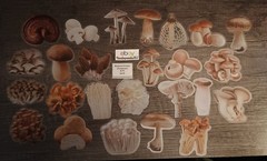 Mushroom Stickers Transparent Edges Lot #1 – 25 pcs. *Sticker sizes are mixed*