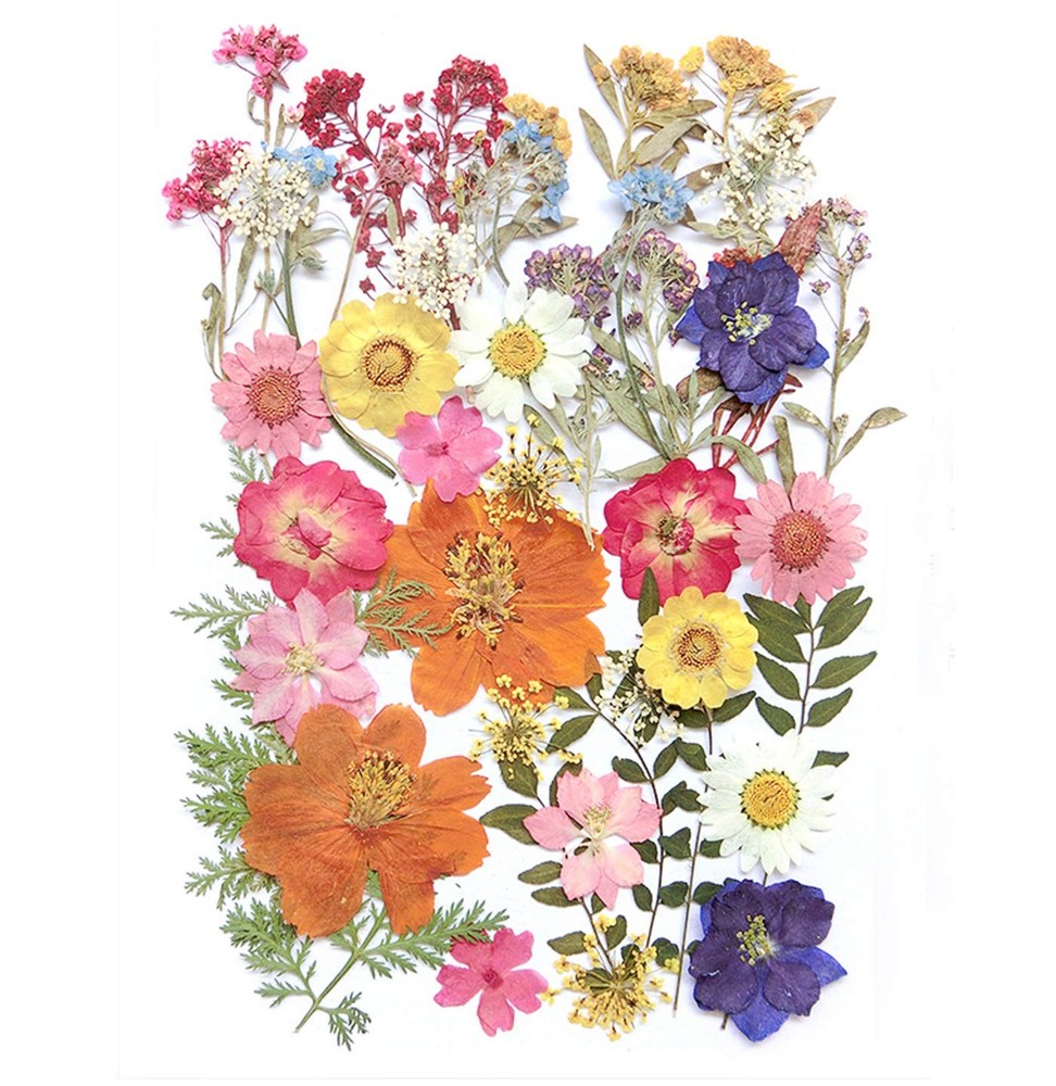 17 Types 48PCS Real Dried Pressed Flowers Leaf Plant Herbarium for Colorful