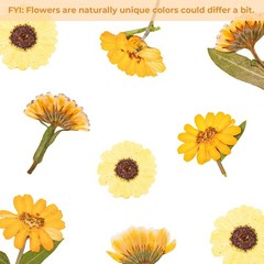 36 Pcs Yellow Dried Pressed Flowers for Resin Crafts – Zinnia, Calendula, Mar…