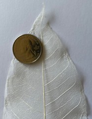 LARGE IVORY MAGNOLIA SKELETON LEAVES(3pc)Real•Natural•Christmas •Holiday•Bush
