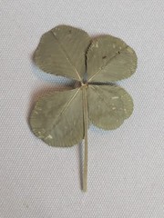 Real Dried & Pressed Four Leaf Clovers Set of 4 Natural Untreated USA Grown