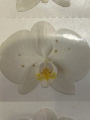 Mrs. Grossman’s White Orchid Stickers – Partial Roll – PLEASE READ
