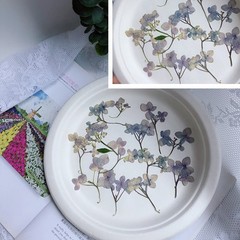 12PCS Pressed Dried Hydrangea Flower, natural pink purple, violet colors FHT32